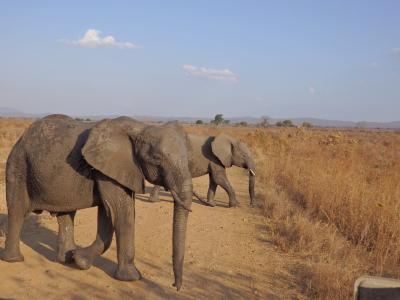 *Don't forget タンザニア*<ミクミ国立公園●サファリ篇 1日目>