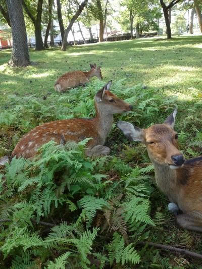 奈良高畑町界隈