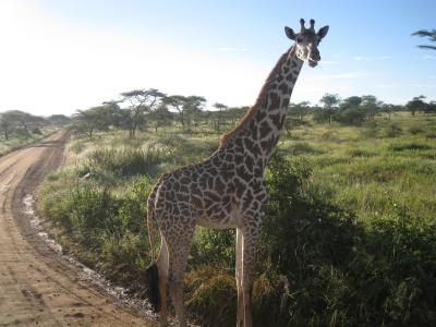 野生の王国セレンゲティで動物三昧