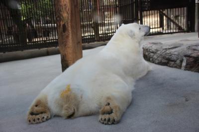 四国　初上陸！シルバーウィーク・四国の旅4日間　愛媛県編（とべ動物園）　Vol.3　<2015.9.19-22>