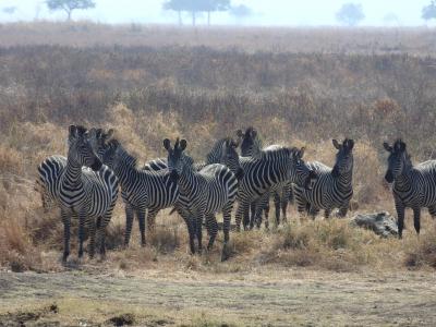 *Don't forget タンザニア*<ミクミ国立公園●サファリ篇 2日目>