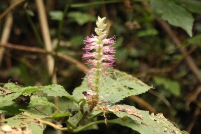 福井再発見　馬借街道を行く（秋の植物物語２）