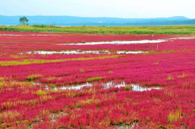 桐葉知秋 北海道紀行③能取湖・遠軽・層雲峡・ナイタイ高原牧場