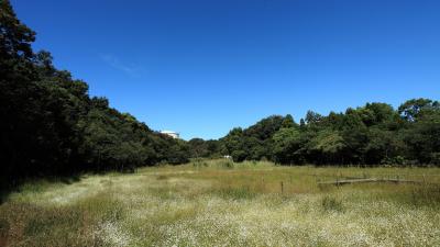 ２０１５ シラタマホシクサ観察会 ｉｎ 阿久比板山湿原（空撮あり）