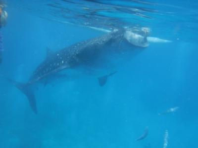 セブ島 女子旅 5日間 3～5日目