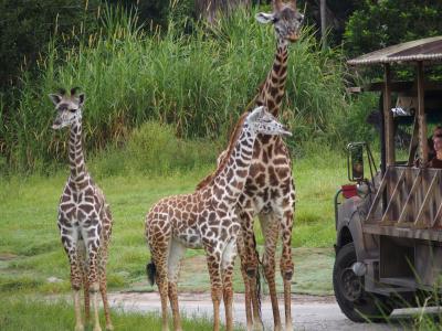 ディズニークルーズ＆ディズニーワールド７泊９日の旅（７日目）