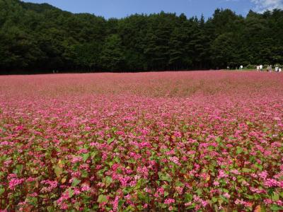 赤そばの里