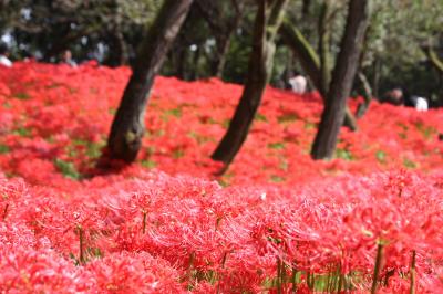 2015年 巾着田の曼珠沙華(彼岸花)を求めて電車でのプチ旅
