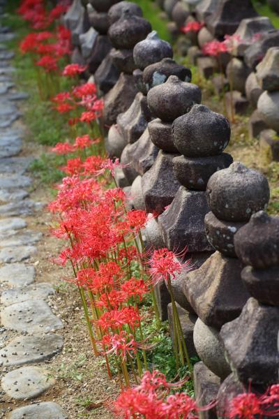 ならまち　元興寺に咲く彼岸花