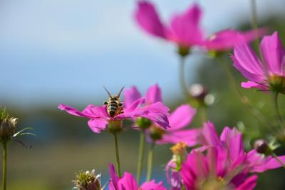 初秋の曽我路を巡って日本の源風景を楽しみながら寺院を周る（小田原市曽我・酒匂）