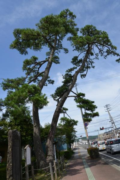 おくのほそ道　第１回　⑨　武隈の松・末の松山・沖の石?宝国寺・多賀城跡・壺の碑