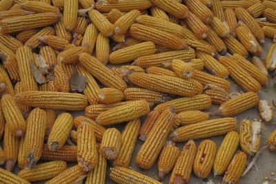 とうもろこし収穫