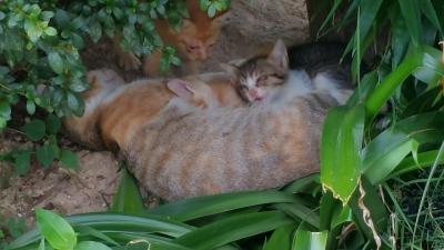 玉川洞窟観音と御誕生寺(通称　ねこ寺)(30周年記念旅行⑤)