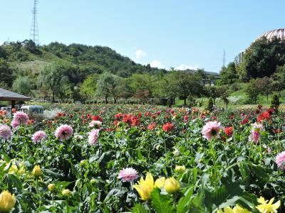 川西町ダリア園今年の花は大きいです。