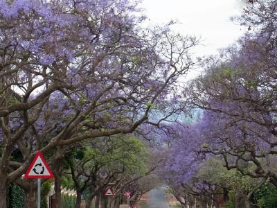 紫に染まるジャカランダの街、プレトリアへ@南アフリカ共和国