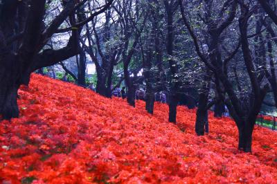 【2015】2回目の幸手市曼珠沙華祭りへ