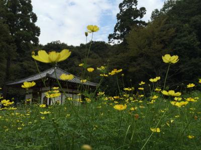 大和十三佛御朱印めぐり　３