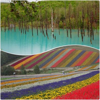 日本一早く紅葉の始まる大雪山へ   ② 美瑛