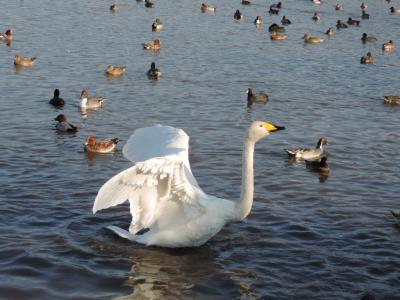 咲花温泉_Sakihana Onsen　瓢湖の白鳥！ラムサール条約登録の湿原の後は阿賀野川沿いの温泉へ