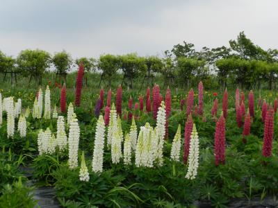 『道の駅しんあさひ風車村』◆関西にもルピナスの花がたくさん見られるところがあった！（滋賀県高島市新旭）