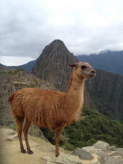 南米 ペルーの旅 ４ :   朝の マチュピチュ観光　クスコ 泊 編