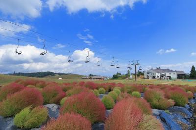 ”ふあふあ・モコモコ”色づき始めたコキアを見にー箱館山へ！