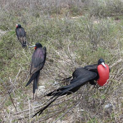 野生動物に会いにガラパゴス諸島へ - 2