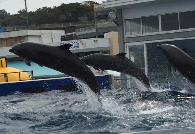 越前松島水族館と六甲山牧場 二泊三日の旅