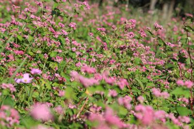 北総花の丘公園　赤そばの花をみに！