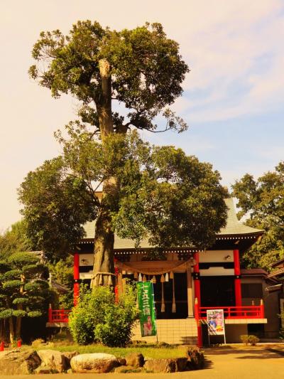 金ヶ作b  　熊野神社（再建20年）に参拝　☆御神木はマテバシイ