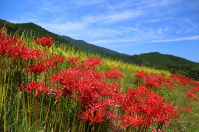 秋晴れの中,彼岸花咲く葛城の道を歩く