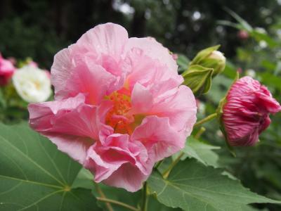 京都・山科   　 酔芙蓉の寺　　大乗寺で一日花のはかなさを知る