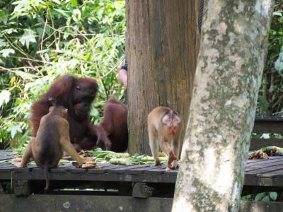 ３度目のボルネオ島 ※3日目