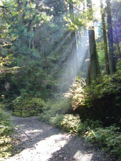 紅葉にはまだ!北高尾山系 日影林道