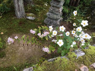 500円お抹茶シリーズ　大原から妙心寺へ　京都１日め