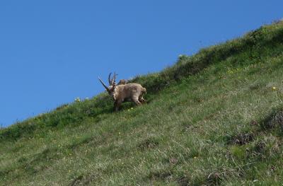 ブリエンツァーロートホルン山頂で野生のアイベックスに遭遇！