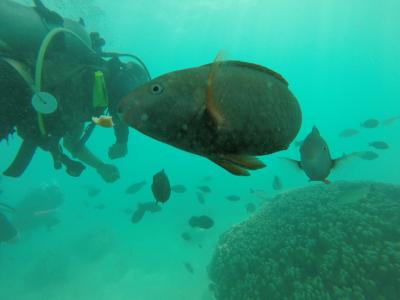 201510 グアム３泊４日 PADI OW講習の旅 3日目