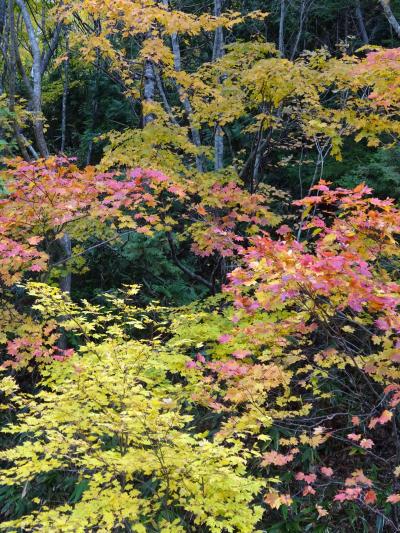 2015 谷川② 温泉からの～紅葉探し♪