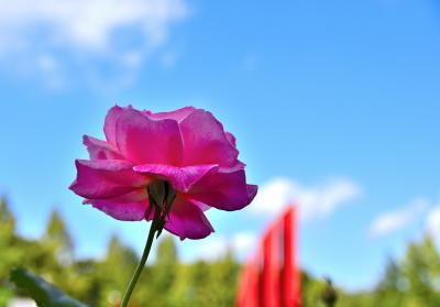 芳葩爛漫 伊丹市 荒牧バラ公園＜後編＞