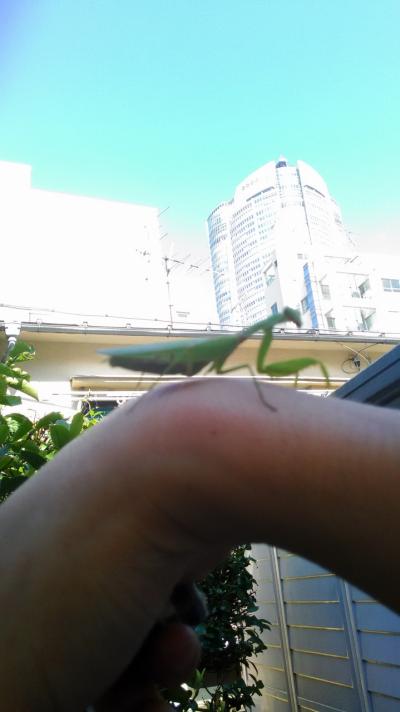 a mantis@AZABU etc week