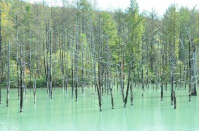 青い池は今、緑色で幻想的だった【道東プチ旅行NO1】