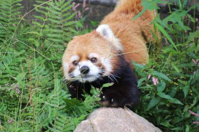 ２度目の四国遠征はバスでめぐる３県３園！～レッサーパンダのいる動物園へ・徳島編（２）レッサーパンダ特集：モデルばりのポーズをとるソラくん＆ちゃきちゃきなみたらしちゃん＆室内展示で見づらかったあんこちゃんときなこちゃん姉妹