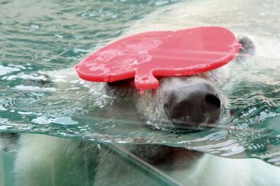 ２度目の四国遠征はバスでめぐる３県３園！～レッサーパンダのいる動物園へ・徳島編（３）とくしま動物園の動物いろいろ：サバンナエリアの可愛い赤ちゃんカピバラ＆ホッキョクグマのポロロちゃんと素晴らしきネコ科の猛獣たち＆セイロンゾウのマリーちゃんのお手入れを見学