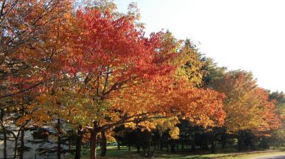 秋も深まりました2015～札幌中島公園の紅葉～北海道立文学館で谷崎潤一郎展