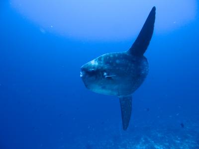 バリ島での夏休み マンボウダイビング　前編　Summer vacation in BALI ~mola mola diving 1~