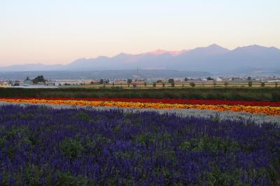 ２０１５年９月　ANA特典航空券で大雪山（旭岳）・美瑛・富良野・トマムの自然と北海道グルメを味わう旅 No.3 【2日目後半：富良野では花とグルメを楽しみましたが、もう少し早い時間に富田ファームに到着すればと反省の旅】