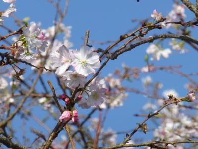 10月の桜探し（八千代市新川沿い宮内橋近くの十月桜）