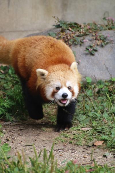 ２度目の四国遠征はバスでめぐる３県３園！～レッサーパンダのいる動物園へ・愛媛編（２）レッサーパンダ特集：長老の緑ノ介くん＆フォトジェニックなシャンチー・パパ＆去年は赤ちゃんだった優砥くん、パパより大きく成長@