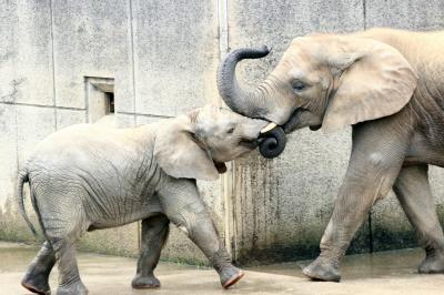 ２度目の四国遠征はバスでめぐる３県３園！～レッサーパンダのいる動物園へ・愛媛編（３）癒しと笑いをくれたアフリカゾウファミリー特集：媛ちゃんと砥愛ちゃん絶品の仲良し姉妹！