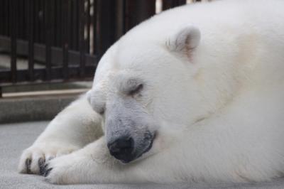 ２度目の四国遠征はバスでめぐる３県３園！～レッサーパンダのいる動物園へ・愛媛編（４）モフモフ真っ白なしろくまピースととべ動物園の仲間たち：可愛くて夢中になった赤ちゃんカピバラや双子の子供がいたライオンほか